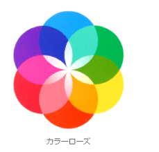カラーローズ カラーローズ